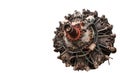 9 cylinder Radial Engine of old airplane