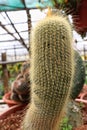 Cylinder shape cactus 1