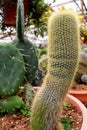 Cylinder shape cactus 2