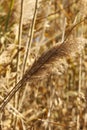 Cylindrical dry cattail on the river bank on a sunny autumn day with a blurred background