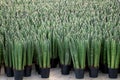 Cylindrical snake plant or Sansevieria cylindrica in black pot.Also known as the African spear or spear Sansevieria. Royalty Free Stock Photo