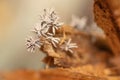 Cylindrical, tiny fungus growing on a decaying log of wood in the forest