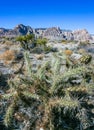 Cylindropuntia acanthocarpa, spiny cacti and other desert plants in rock desert in the foothills, California