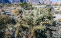 Cylindropuntia acanthocarpa, spiny cacti and other desert plants in rock desert in the foothills, California Royalty Free Stock Photo