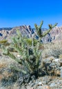 Cylindropuntia acanthocarpa, spiny cacti and other desert plants in rock desert in the foothills, California