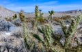 Cylindropuntia acanthocarpa, spiny cacti and other desert plants in rock desert in the foothills, California Royalty Free Stock Photo