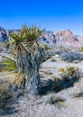 Cylindropuntia acanthocarpa and Yucca brevifolia tree, spiny cacti and other desert plants in rock desert in the foothills,