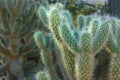 Teddy Bear Cactus Royalty Free Stock Photo