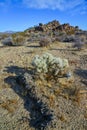Cylindropuntia echinocarpa - Cholla Cactus Garden Sunset Mojave Desert Joshua Tree National Park Royalty Free Stock Photo