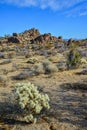 Cylindropuntia echinocarpa - Cholla Cactus Garden Sunset Mojave Desert Joshua Tree National Park Royalty Free Stock Photo