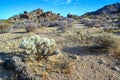 Cylindropuntia echinocarpa - Cholla Cactus Garden Sunset Mojave Desert Joshua Tree National Park Royalty Free Stock Photo