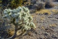 Cylindropuntia echinocarpa - Cholla Cactus Garden Sunset Mojave Desert Joshua Tree National Park Royalty Free Stock Photo