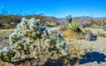 Cylindropuntia echinocarpa - Cholla Cactus Garden Sunset Mojave Desert Joshua Tree National Park Royalty Free Stock Photo