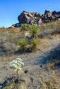 Cylindropuntia echinocarpa - Cholla Cactus Garden Sunset Mojave Desert Joshua Tree National Park Royalty Free Stock Photo