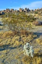 Cylindropuntia echinocarpa - Cholla Cactus Garden Sunset Mojave Desert Joshua Tree National Park Royalty Free Stock Photo