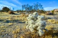 Cylindropuntia echinocarpa - Cholla Cactus Garden Sunset Mojave Desert Joshua Tree National Park Royalty Free Stock Photo