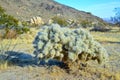 Cylindropuntia echinocarpa - Cholla Cactus Garden Sunset Mojave Desert Joshua Tree National Park Royalty Free Stock Photo