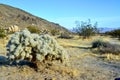 Cylindropuntia echinocarpa - Cholla Cactus Garden Sunset Mojave Desert Joshua Tree National Park Royalty Free Stock Photo