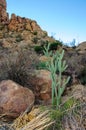 Cylindropuntia imbricata, or opuntia imbricata. Tree cholla