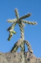 Cylindropuntia imbricata, or opuntia imbricata. Tree cholla, walking stick cholla, Texas