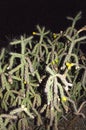 Cylindropuntia imbricata, or opuntia imbricata. Tree cholla, walking stick cholla, Texas Big Bend National Park.