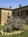 Cylindropuntia spinosier cacti at Capanna Farm, situated to the north of Montalcino.