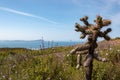 Cylindropuntia spp. or Cholla, cactus from Californian coastal shrub