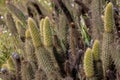 Cylindropuntia spp. or Cholla, cactus from Californian coastal shrub Royalty Free Stock Photo