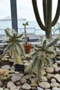 Cylindropuntia Tunicata cactus Royalty Free Stock Photo