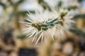 Cylindropuntia tunicata