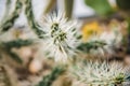 Cylindropuntia tunicata Royalty Free Stock Photo