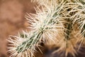 Cylindropuntia tunicata plant Royalty Free Stock Photo