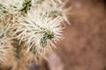 Cylindropuntia tunicata plant Royalty Free Stock Photo