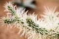 Cylindropuntia tunicata plant Royalty Free Stock Photo