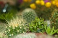 Cylindropuntia among a variety of cactus on a flower shop shelf