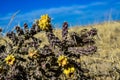 Cylindropuntia versicolor Prickly cylindropuntia with yellow fruits with seeds. Arizona cacti, USA