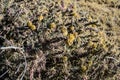 Cylindropuntia versicolor Prickly cylindropuntia with yellow fruits with seeds. Arizona cacti, USA