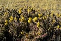 Cylindropuntia versicolor Prickly cylindropuntia with yellow fruits with seeds. Arizona cacti, USA