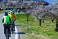 Cylists passing by blooming apricot trees Royalty Free Stock Photo