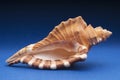 Cymatium raderi shell Royalty Free Stock Photo