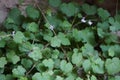 Cymbalaria muralis climbs the rocks in June. RÃ¼dersdorf bei Berlin, Germany