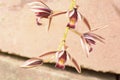 Cymbidium aloifolium Royalty Free Stock Photo