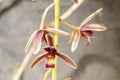 Cymbidium aloifolium