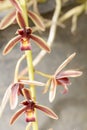 Cymbidium aloifolium Royalty Free Stock Photo