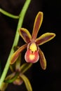 Cymbidium aloifolium L. Sw is epiphytic orchid