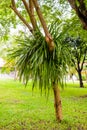 Cymbidium aloifolium wild orchid in Garden