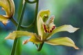 Cymbidium Boat Orchid Flower Ania penangiana x Cymbidium sanderae Royalty Free Stock Photo