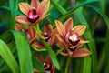 Cymbidium Burgundian Chateau orchid - orange brown orchid flowers, closeup