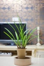 Cymbidium faberi on table