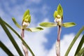 Cymbidium goeringii orchid Royalty Free Stock Photo